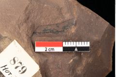 Foto (Detailsansicht) von Quercus palaeoilex Ettingshausen (NHMW-GEO-2024-0188-0879)
